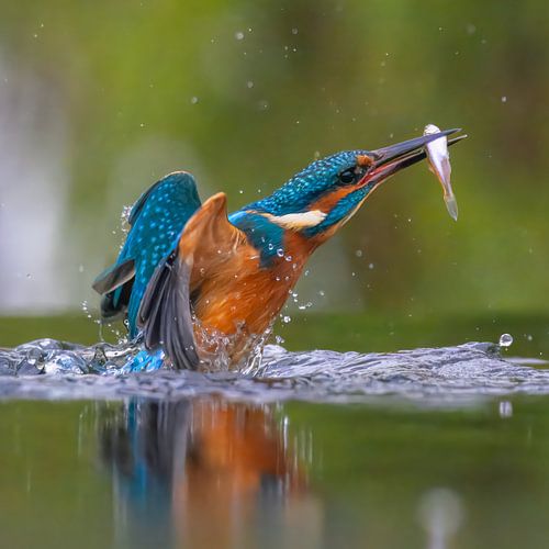 Kingfisher with fish out of the water