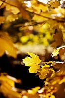 Sunset autumn leaves in Holland