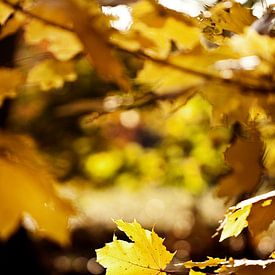 Sunset autumn leaves in Holland sur Marloes Bogaarts