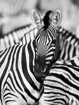 Zebra's in Afrika van Omega Fotografie