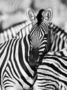 Zebra's in Afrika van Omega Fotografie thumbnail