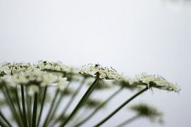 Berenklauw van Photos by Francis