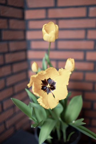 De eerste bloemen in de tuin in het Emsland
