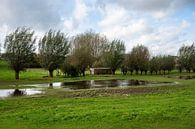 Trees in the pond by Werner Lerooy thumbnail