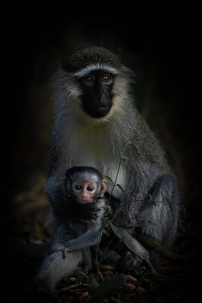 Ein Gepäckträger einer schmierigen Affenmutter mit Baby. von Gunter Nuyts