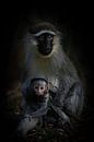 Ein Gepäckträger einer schmierigen Affenmutter mit Baby. von Gunter Nuyts Miniaturansicht