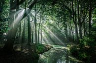 Zonnestralen in het bos van Erik Hageman thumbnail