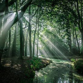 Rayons de soleil dans la forêt sur Erik Hageman