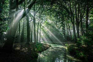 Zonnestralen in het bos van Erik Hageman