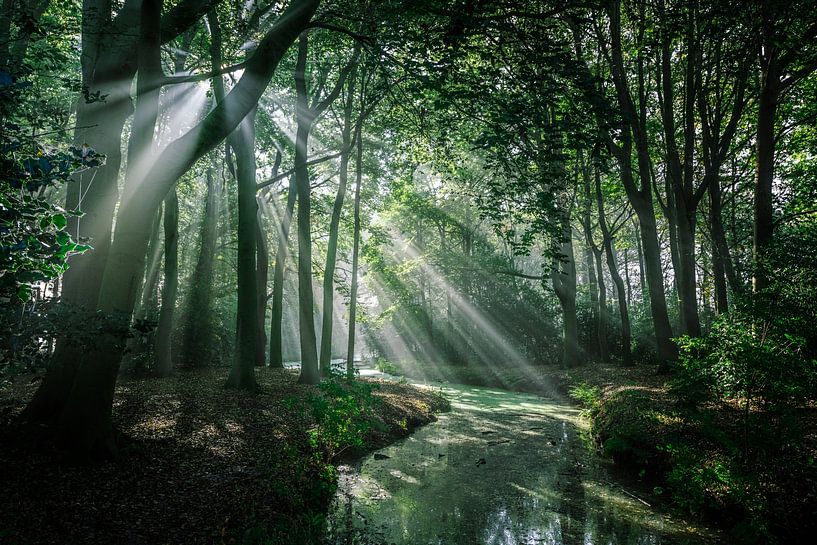 Zonnestralen in het bos van Erik Hageman