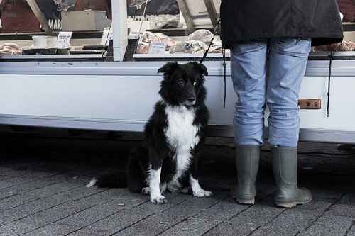 Hond op de markt