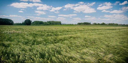 Strelende wind over het Pajotse landschap