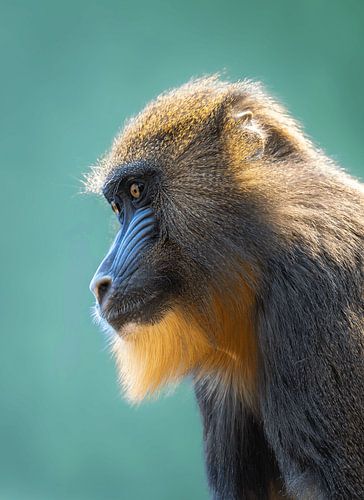 Mandril - Indrukwekkend Wildlife Portret