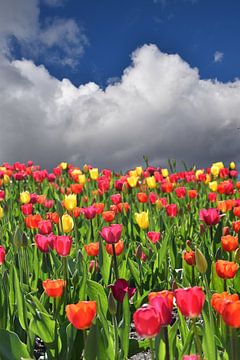 Tulips in bloom in the garden by Claude Laprise