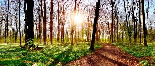 Waldweg im Gremberger Wäldchen