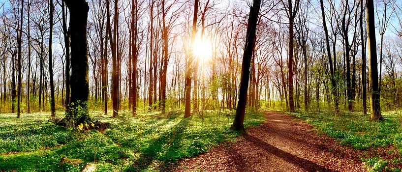 Forest path in the Gremberg wood by Günter Albers