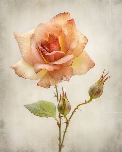 Apricotfarbene Rose mit Knospen vor hellem Hintergrund