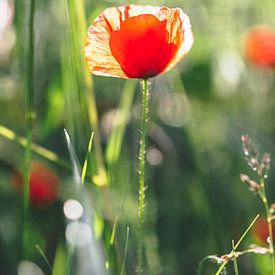 Red poppy surrounded by green and red accents. by Joeri Mostmans