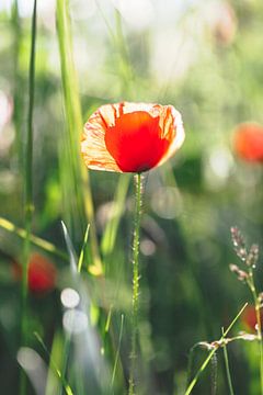 Coquelicot rouge entouré d'accents verts et rouges. sur Joeri Mostmans