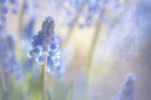 Kleine Muscari von Christl Deckx