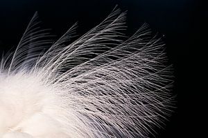 Feathers of the Little Egret sur AGAMI Photo Agency