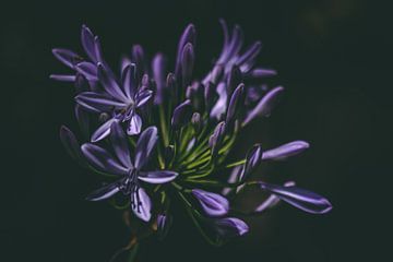 Donker paarse bloem in het zonlicht van Ken Tempelers