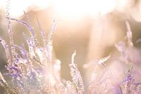 Purple heather at sunset