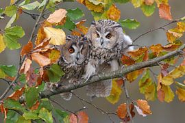 Long-eared Owl (Asio otus) by Ronald Pol
