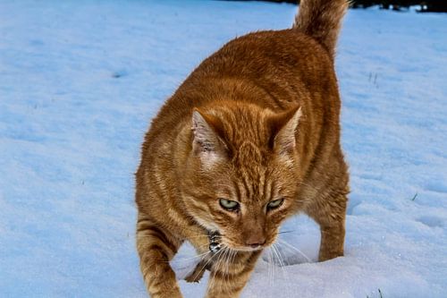 Poes in de sneeuw