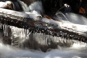 Icy Trunk van Cornelis (Cees) Cornelissen