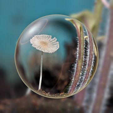 Macro champignon dans la boule magique