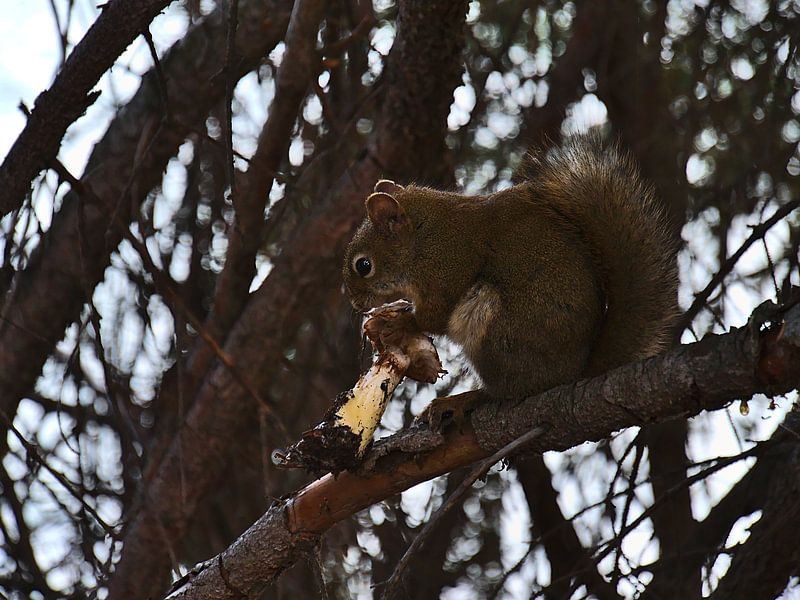 Bon appétit ! par Timon Schneider