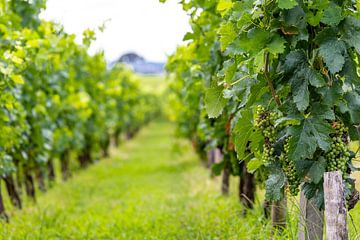 Vignoble de Sauvignon Blanc à Saint-Émilion