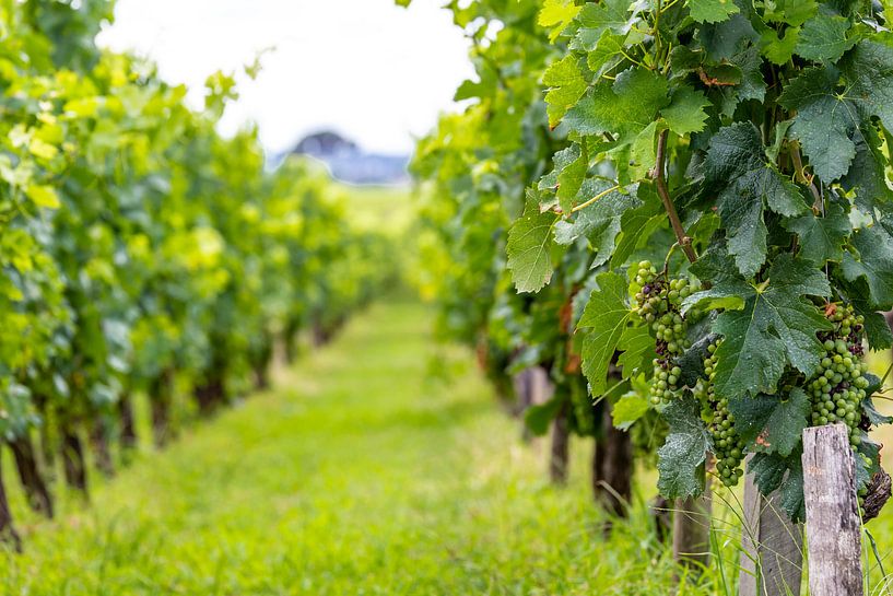 Vignoble de Sauvignon Blanc à Saint-Émilion par Easycopters