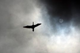 Volle zon sur Liane Dhyana Pagie