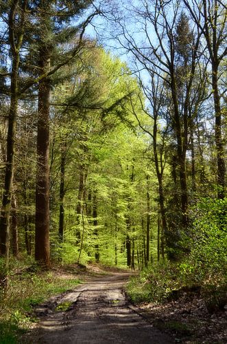 The first green in the forest