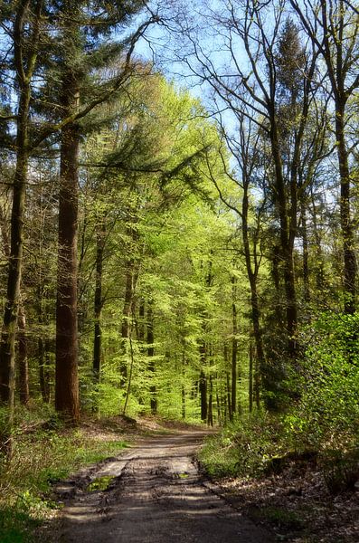 Das erste Grün im Wald von Corinne Welp