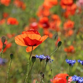 coquelicot sur Matthias Brix