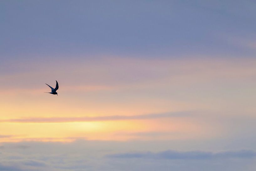 Bird at Sunset by Mirjam van de Ven