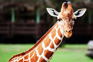Cute Giraffe van Walljar