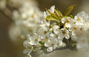 Blüte von Frank Smedts