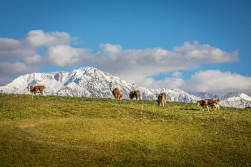 Koeien op de weide in Obermauern, Virgental van Christian Müringer