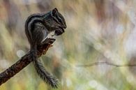 Siberian ground squirrel on a beautiful bokeh background by Gianni Argese thumbnail