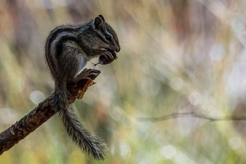 Siberian ground squirrel on a beautiful bokeh background by Gianni Argese