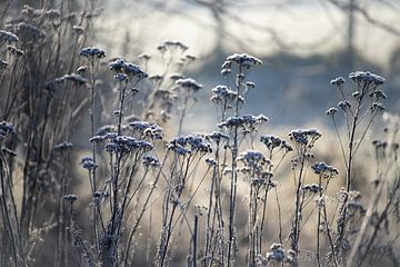 Met vorst bedekte wilde bloemen, blauwe tinten van Imladris Images