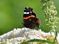 Atalanta vlinder