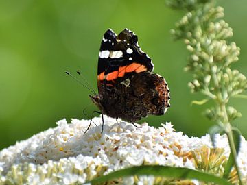 Atalanta vlinder van Emily Yilmaz