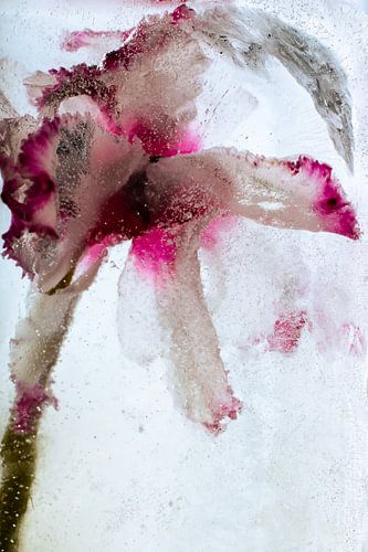 Cyclamen in ice 2