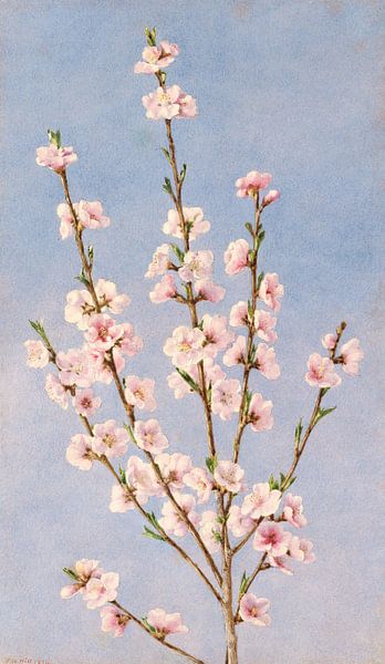 John William Hill-Fleurs persanes par finemasterpiece
