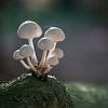 Champignon solitaire de la porcelaine sur Lex van Doorn